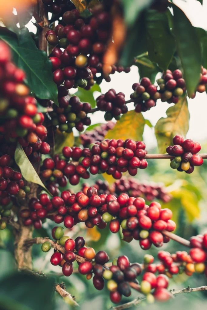 Cerises de café mûres prêtes à être récoltées