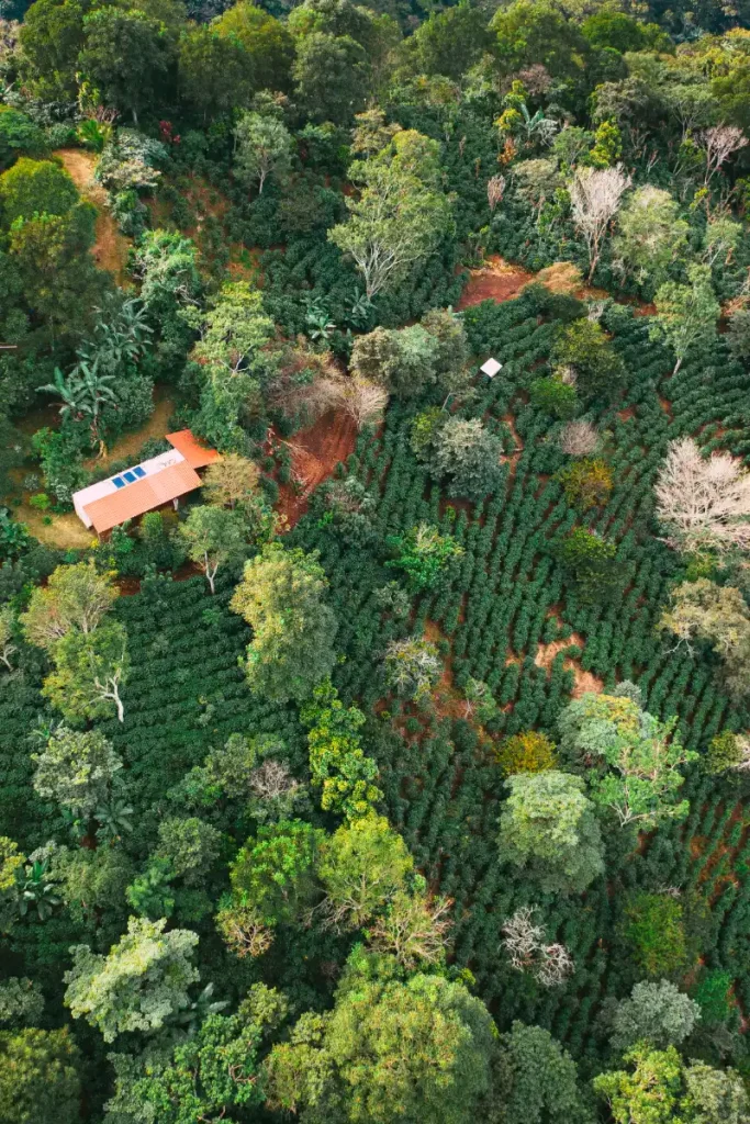 Vue aérienne d'une plantation de café de spécialité