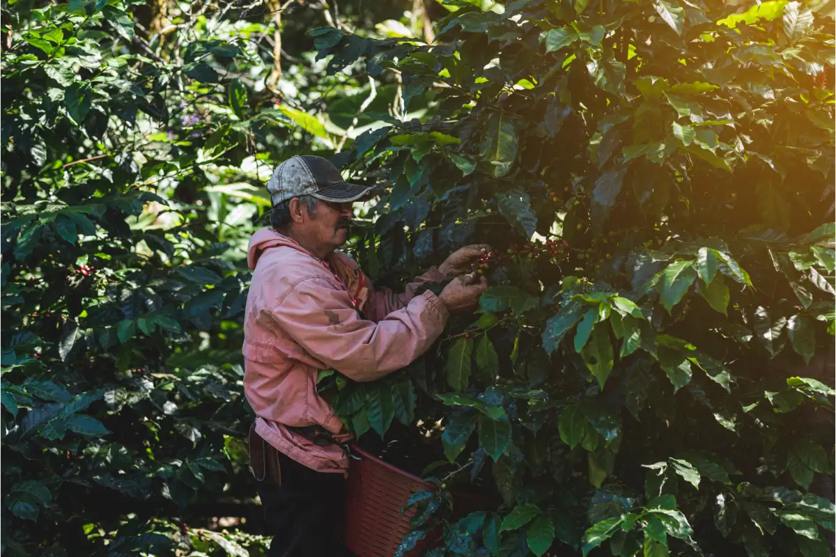 Producteur récoltant les cerises de café au Costa Rica