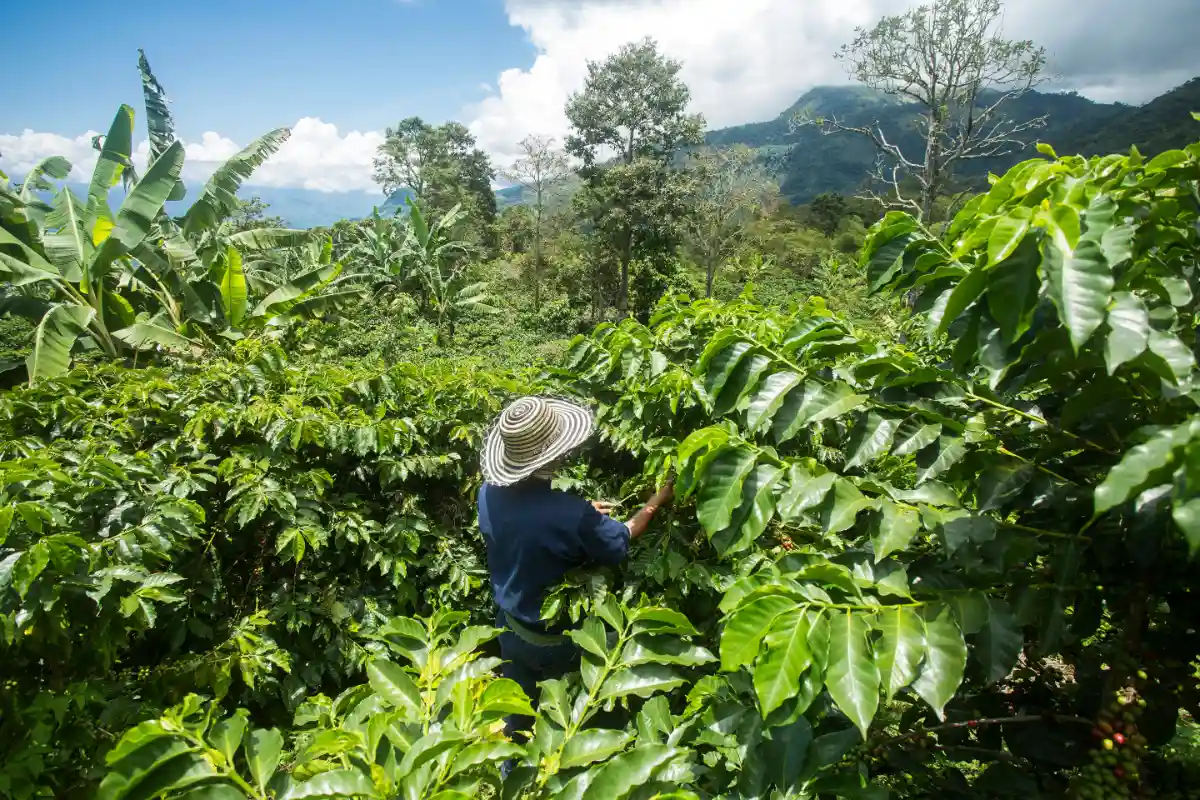 Plantation de café à l'origine du café en Colombie