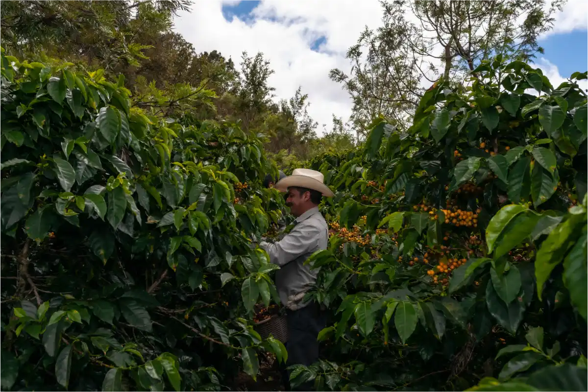 Producteur récoltant le café dans sa plantation
